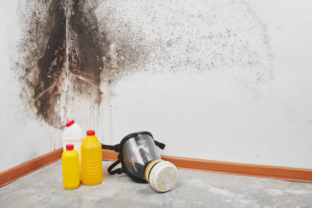 Best Residential Mold Remediation in Houston, TX