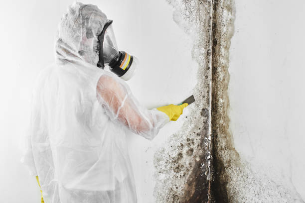 Best Localized Mold Remediation (e.g., coastal areas, humid climates) in Houston, TX