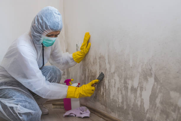 Best Black Mold Remediation in Houston, TX