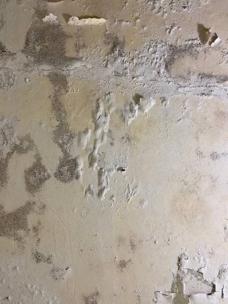 Best Mold Remediation for Specific Building Types in Houston, TX