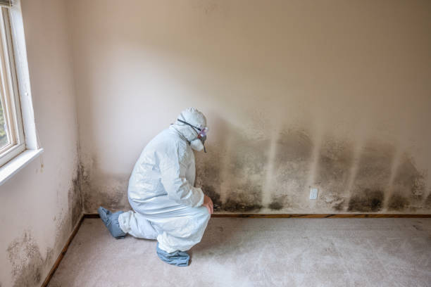 Best Emergency Mold Remediation in Houston, TX