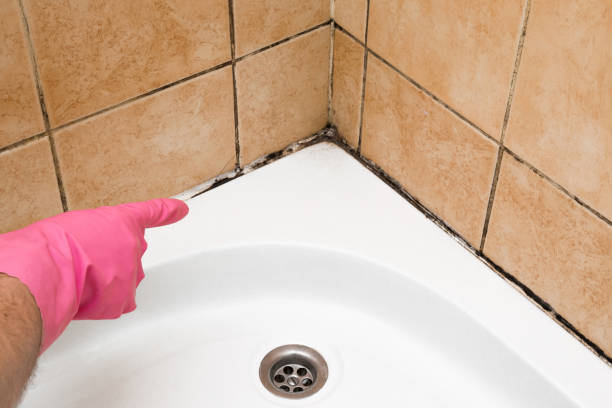 Best White Mold Remediation in Houston, TX