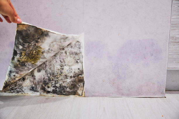 Best Insurance-Related Mold Remediation in Houston, TX